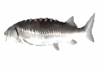 fish.gif